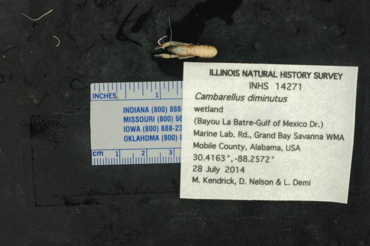 Cambarellus image